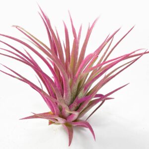 Small Air Plants - Colored Ionantha Rubra -Ionantha Guatemala Tillandsia Air Plant, Guatemala Tillandsia Live Airplant (Pink)