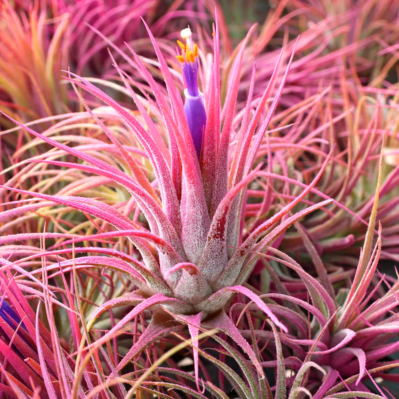 Small Air Plants - Colored Ionantha Rubra -Ionantha Guatemala Tillandsia Air Plant, Guatemala Tillandsia Live Airplant (Pink)