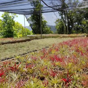 It Blooms Rainforest Grown 5 Pack Ionantha Mexican Air Plants assorted sizes - Live Tillandsia - 30 Day Guarantee