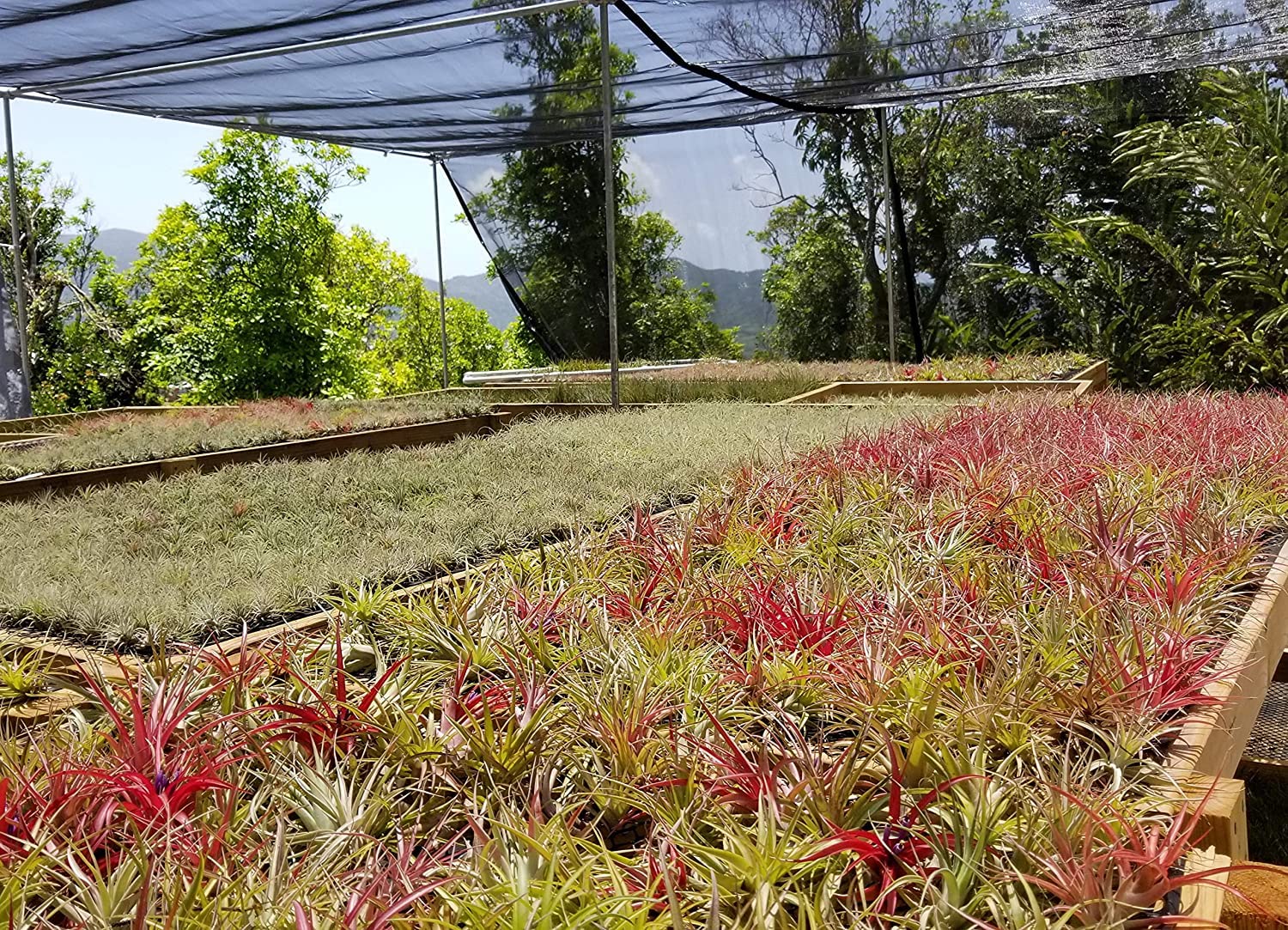 It Blooms Rainforest Grown 5 Pack Ionantha Mexican Air Plants assorted sizes - Live Tillandsia - 30 Day Guarantee