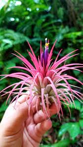 It Blooms Rainforest Grown 5 Pack Ionantha Mexican Air Plants assorted sizes - Live Tillandsia - 30 Day Guarantee