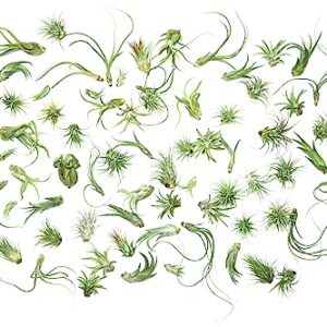 Tillandsia Air Plants Live Indoor Plants (50 Pack), Air Plants Bulk Party Favors or Wedding Favors Live Plants, Air Plant Lover Gifts, DIY Terrarium Kit, Air Succulents Plants Live by Plants for Pets