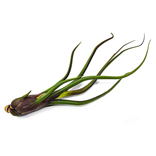 Tillandsia Air Plants Live Indoor Plants (50 Pack), Air Plants Bulk Party Favors or Wedding Favors Live Plants, Air Plant Lover Gifts, DIY Terrarium Kit, Air Succulents Plants Live by Plants for Pets