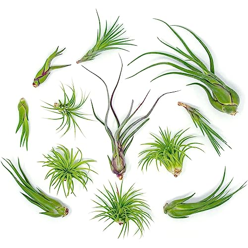 Tillandsia Air Plants Live Indoor Plants (50 Pack), Air Plants Bulk Party Favors or Wedding Favors Live Plants, Air Plant Lover Gifts, DIY Terrarium Kit, Air Succulents Plants Live by Plants for Pets