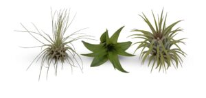 mini tillandsia assortment 3 pack air plants by cts air plants