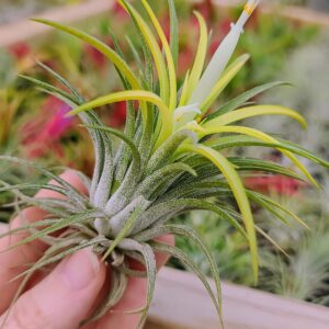 Live Air Plants - Ionantha Druid - 2 to 3 Inch Air Plant - Color & Form Varies by Season - 30 Day Guarantee on Tillandsia from The Drunken Gnome (One Size 2-3") (1)