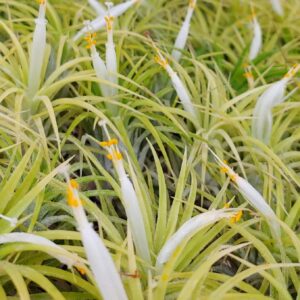 Live Air Plants - Ionantha Druid - 2 to 3 Inch Air Plant - Color & Form Varies by Season - 30 Day Guarantee on Tillandsia from The Drunken Gnome (One Size 2-3") (1)