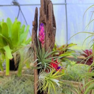 Live Air Plants - Ionantha Druid - 2 to 3 Inch Air Plant - Color & Form Varies by Season - 30 Day Guarantee on Tillandsia from The Drunken Gnome (One Size 2-3") (1)