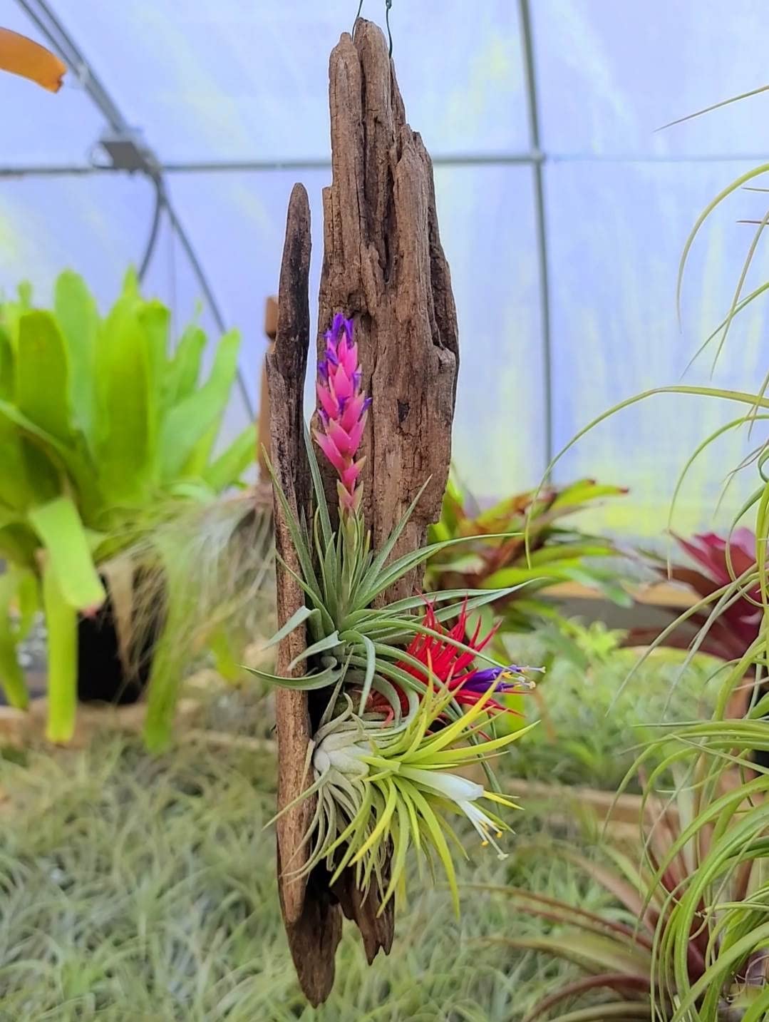 Live Air Plants - Ionantha Druid - 2 to 3 Inch Air Plant - Color & Form Varies by Season - 30 Day Guarantee on Tillandsia from The Drunken Gnome (One Size 2-3") (1)