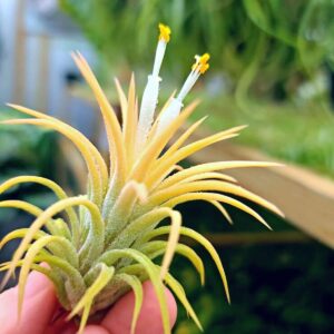 Live Air Plants - Ionantha Druid - 2 to 3 Inch Air Plant - Color & Form Varies by Season - 30 Day Guarantee on Tillandsia from The Drunken Gnome (One Size 2-3") (1)