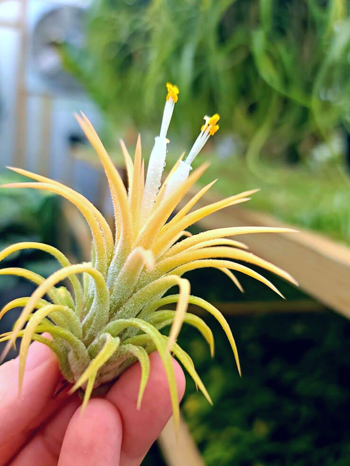 Live Air Plants - Ionantha Druid - 2 to 3 Inch Air Plant - Color & Form Varies by Season - 30 Day Guarantee on Tillandsia from The Drunken Gnome (One Size 2-3") (1)