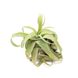 Medium Air Plants Streptophylla - Live Tillandsia Succulent House Plants - Available in Wholesale and Bulk - Home and Garden Decor - Easy Care Indoor and Outdoor Plants (Pack of 1)