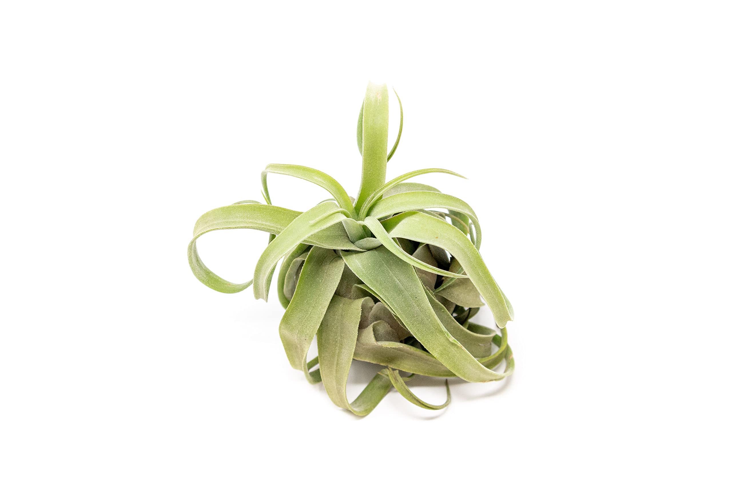 Medium Air Plants Streptophylla - Live Tillandsia Succulent House Plants - Available in Wholesale and Bulk - Home and Garden Decor - Easy Care Indoor and Outdoor Plants (Pack of 1)