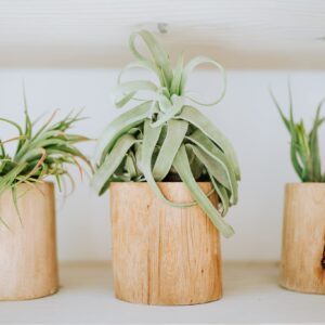 Medium Air Plants Streptophylla - Live Tillandsia Succulent House Plants - Available in Wholesale and Bulk - Home and Garden Decor - Easy Care Indoor and Outdoor Plants (Pack of 1)