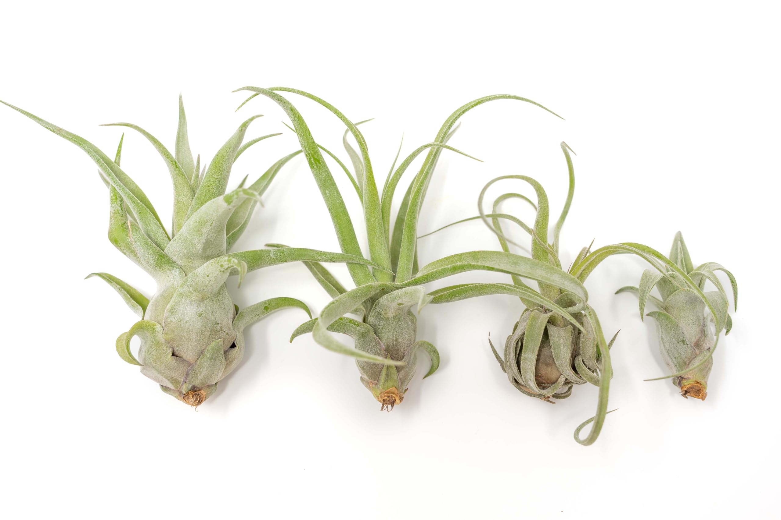 Medium Air Plants Streptophylla - Live Tillandsia Succulent House Plants - Available in Wholesale and Bulk - Home and Garden Decor - Easy Care Indoor and Outdoor Plants (Pack of 1)