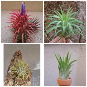 cts air plants tillandsia ionantha assorted 3 pack