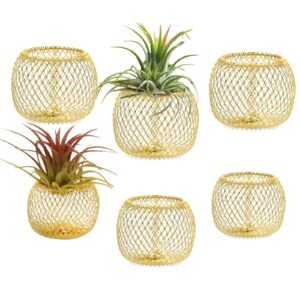 newwe 6 x gold air plant holders metal airplant pot air plants planter tillandsia display for home office