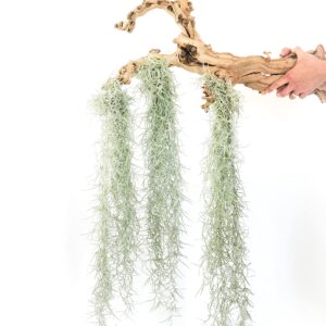 3 Pack Thick Colombian Spanish Moss Live Strands with Wire Hook - Live Tillandsia Succulent House Plants - Home and Garden Decor - Easy Care Indoor and Outdoor Plants