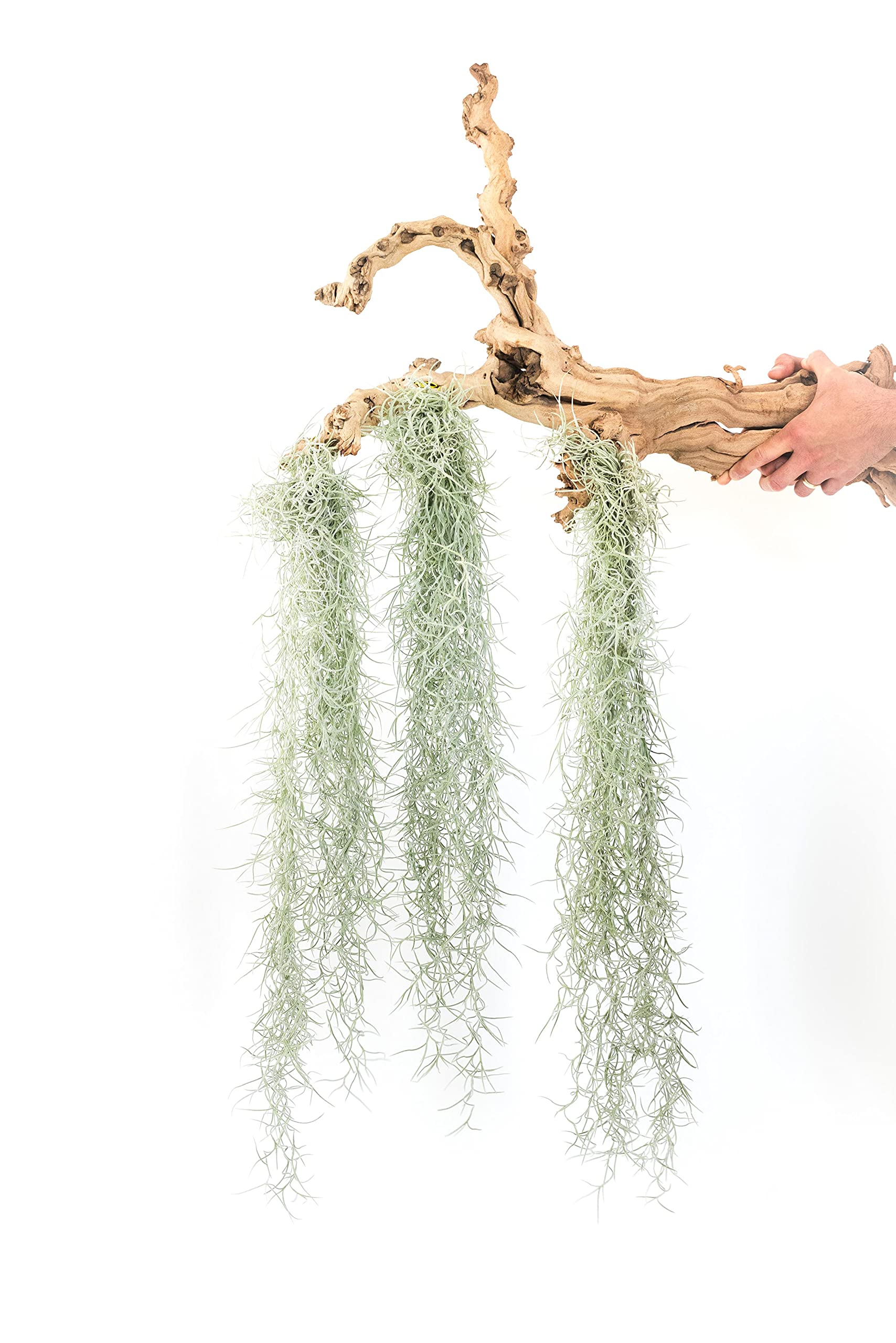 3 Pack Thick Colombian Spanish Moss Live Strands with Wire Hook - Live Tillandsia Succulent House Plants - Home and Garden Decor - Easy Care Indoor and Outdoor Plants