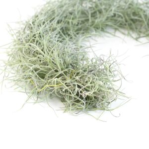 3 Pack Thick Colombian Spanish Moss Live Strands with Wire Hook - Live Tillandsia Succulent House Plants - Home and Garden Decor - Easy Care Indoor and Outdoor Plants