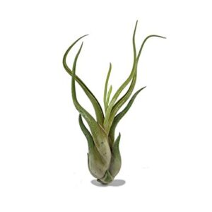 Tillandsia Air Plants, Caput Medusae Plants (Set of 5)