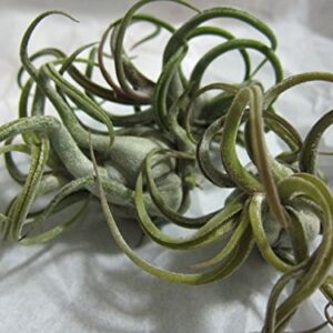 Tillandsia Air Plants, Caput Medusae Plants (Set of 5)