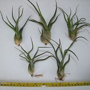 Tillandsia Air Plants, Caput Medusae Plants (Set of 5)