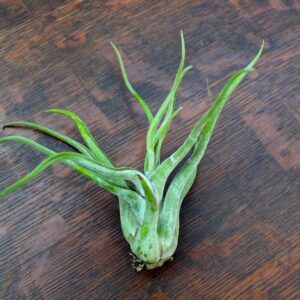 Tillandsia Air Plants, Caput Medusae Plants (Set of 5)