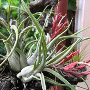 Tillandsia Air Plants, Caput Medusae Plants (Set of 5)