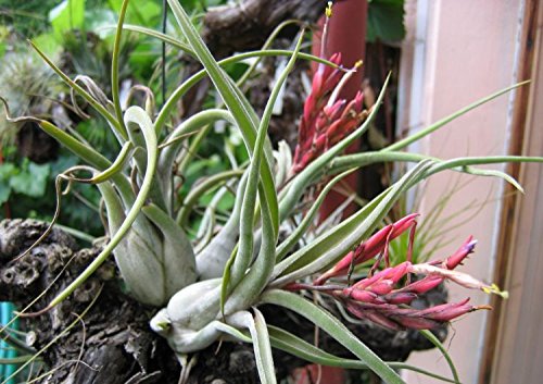 Tillandsia Air Plants, Caput Medusae Plants (Set of 5)