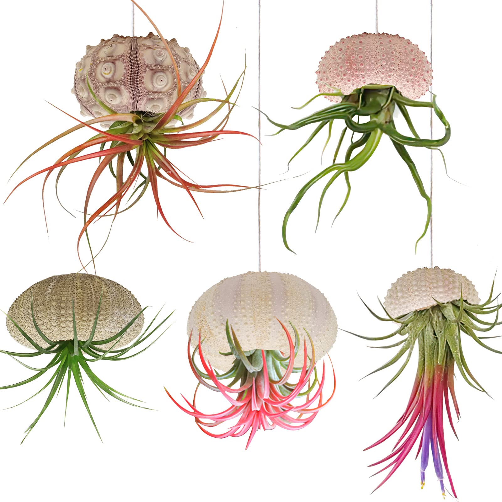 5 Pack Mini Sea Urchin Shell Hanging Pot-Air Plant Holder Hanging Decorative Cute Tillandsia Succulent Display Container with Rustic Ropes for Home Garden Beach Theme Party Wall Indoor Outdoor Decors