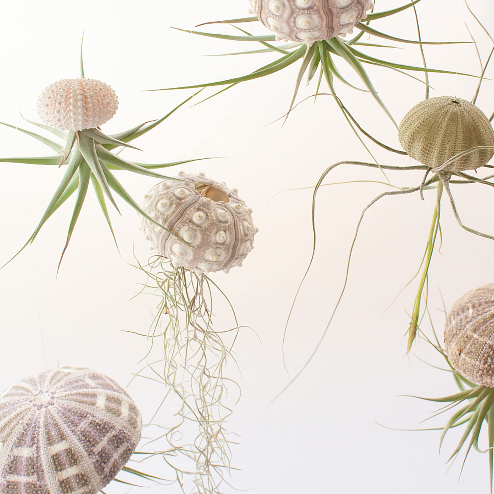 5 Pack Mini Sea Urchin Shell Hanging Pot-Air Plant Holder Hanging Decorative Cute Tillandsia Succulent Display Container with Rustic Ropes for Home Garden Beach Theme Party Wall Indoor Outdoor Decors