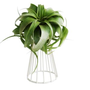 Mokylor Air Plant Tillandsia Base Large Holder Metal Indoor Tabletop Big Streptophylla Air Plant Stands Tillandsia Plant Racks Large Xerographica (White)