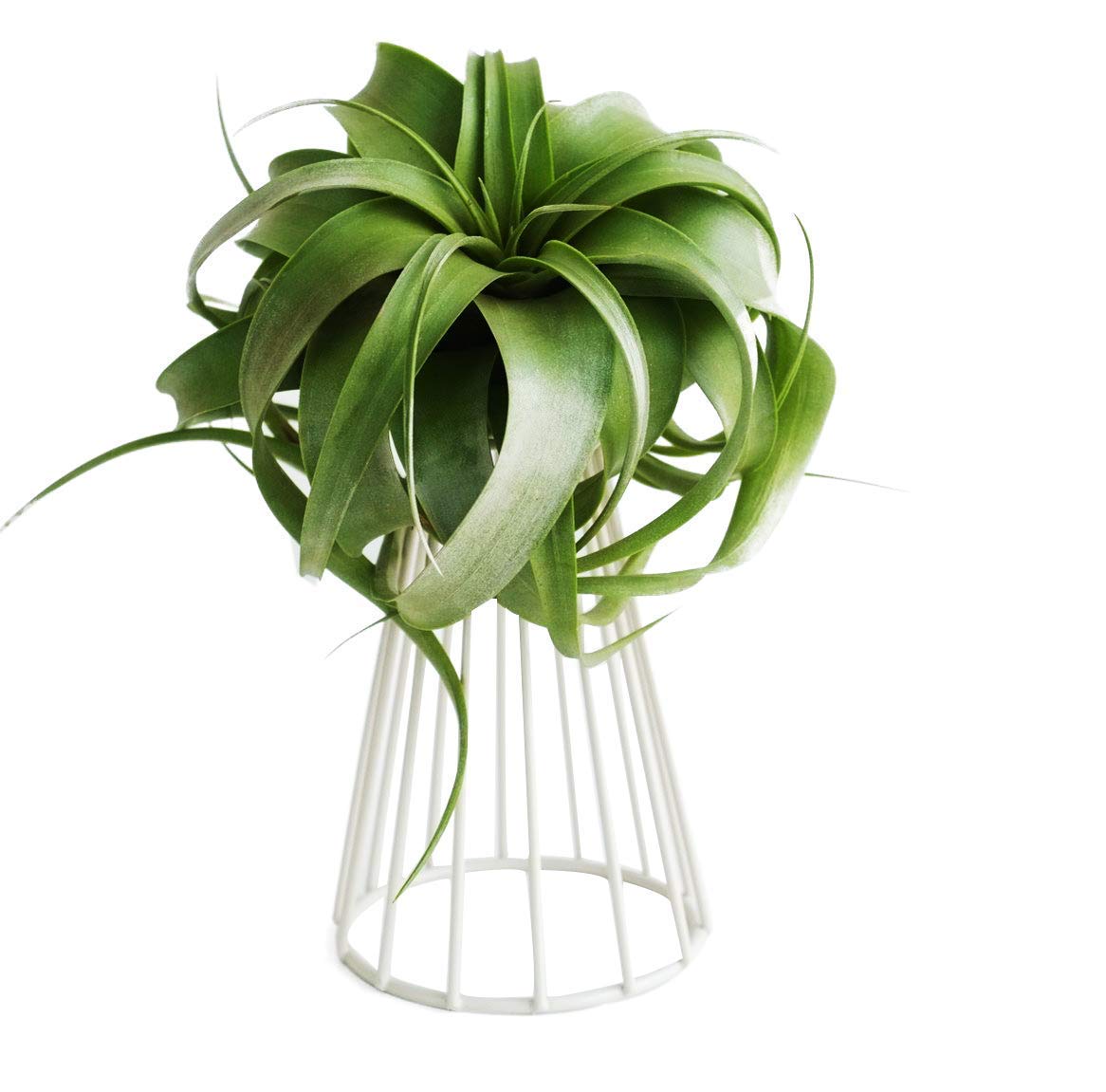 Mokylor Air Plant Tillandsia Base Large Holder Metal Indoor Tabletop Big Streptophylla Air Plant Stands Tillandsia Plant Racks Large Xerographica (White)