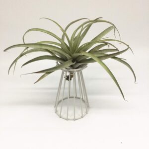 Mokylor Air Plant Tillandsia Base Large Holder Metal Indoor Tabletop Big Streptophylla Air Plant Stands Tillandsia Plant Racks Large Xerographica (White)