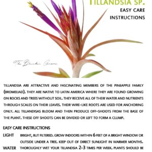 Air Plants - 1 Aeranthos - 3 to 5 Inch Air Plant - Color & Form Varies by Season - 30 Day Guarantee on Tillandsia from The Drunken Gnome (1, One Size 3-5")