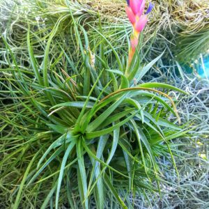 Air Plants - 1 Aeranthos - 3 to 5 Inch Air Plant - Color & Form Varies by Season - 30 Day Guarantee on Tillandsia from The Drunken Gnome (1, One Size 3-5")