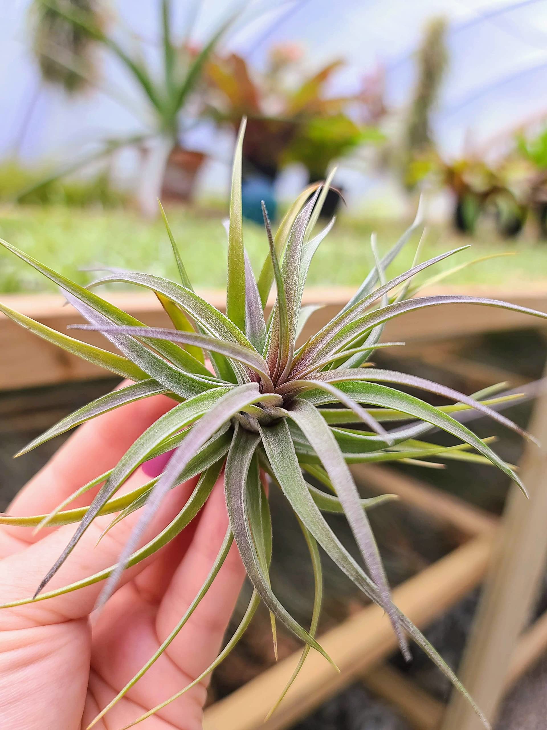 Air Plants - 1 Aeranthos - 3 to 5 Inch Air Plant - Color & Form Varies by Season - 30 Day Guarantee on Tillandsia from The Drunken Gnome (1, One Size 3-5")