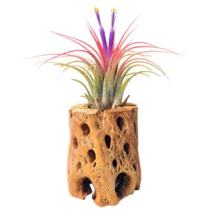 cholla wood tillandsia air plant planter by the drunken gnome (airplant included) (cholla wood)