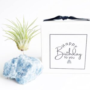 thoughtful birthday gift for plant and crystal lovers blue calcite crystal air plant holder includes air plant and gift box unique meaningful gift for best friend girl friend boyfriend