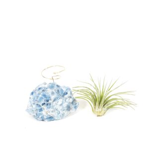 Thoughtful Birthday Gift for Plant and Crystal Lovers Blue Calcite Crystal Air Plant Holder Includes Air Plant and Gift Box Unique Meaningful Gift for Best Friend Girl Friend Boyfriend