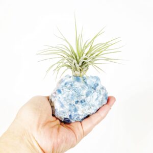 Thoughtful Birthday Gift for Plant and Crystal Lovers Blue Calcite Crystal Air Plant Holder Includes Air Plant and Gift Box Unique Meaningful Gift for Best Friend Girl Friend Boyfriend