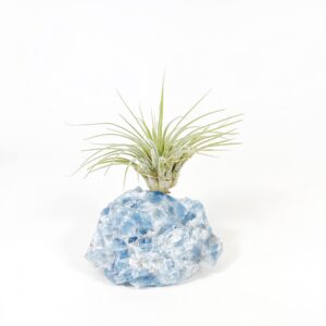 Thoughtful Birthday Gift for Plant and Crystal Lovers Blue Calcite Crystal Air Plant Holder Includes Air Plant and Gift Box Unique Meaningful Gift for Best Friend Girl Friend Boyfriend