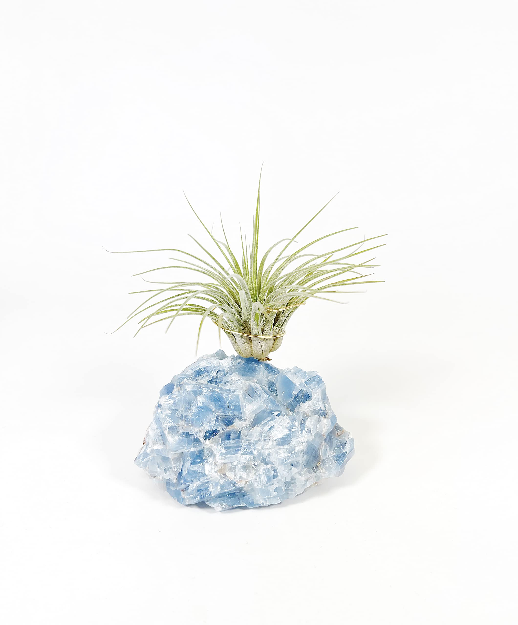 Thoughtful Birthday Gift for Plant and Crystal Lovers Blue Calcite Crystal Air Plant Holder Includes Air Plant and Gift Box Unique Meaningful Gift for Best Friend Girl Friend Boyfriend