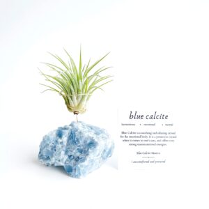 Thoughtful Birthday Gift for Plant and Crystal Lovers Blue Calcite Crystal Air Plant Holder Includes Air Plant and Gift Box Unique Meaningful Gift for Best Friend Girl Friend Boyfriend