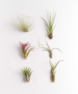 shop succulents bromeliad collection hand selected variety of tillandsia ionantha, purifying live indoor air plants