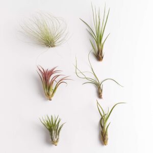 Shop Succulents Bromeliad Collection Hand Selected Variety of Tillandsia Ionantha, Purifying Live Indoor Air Plants