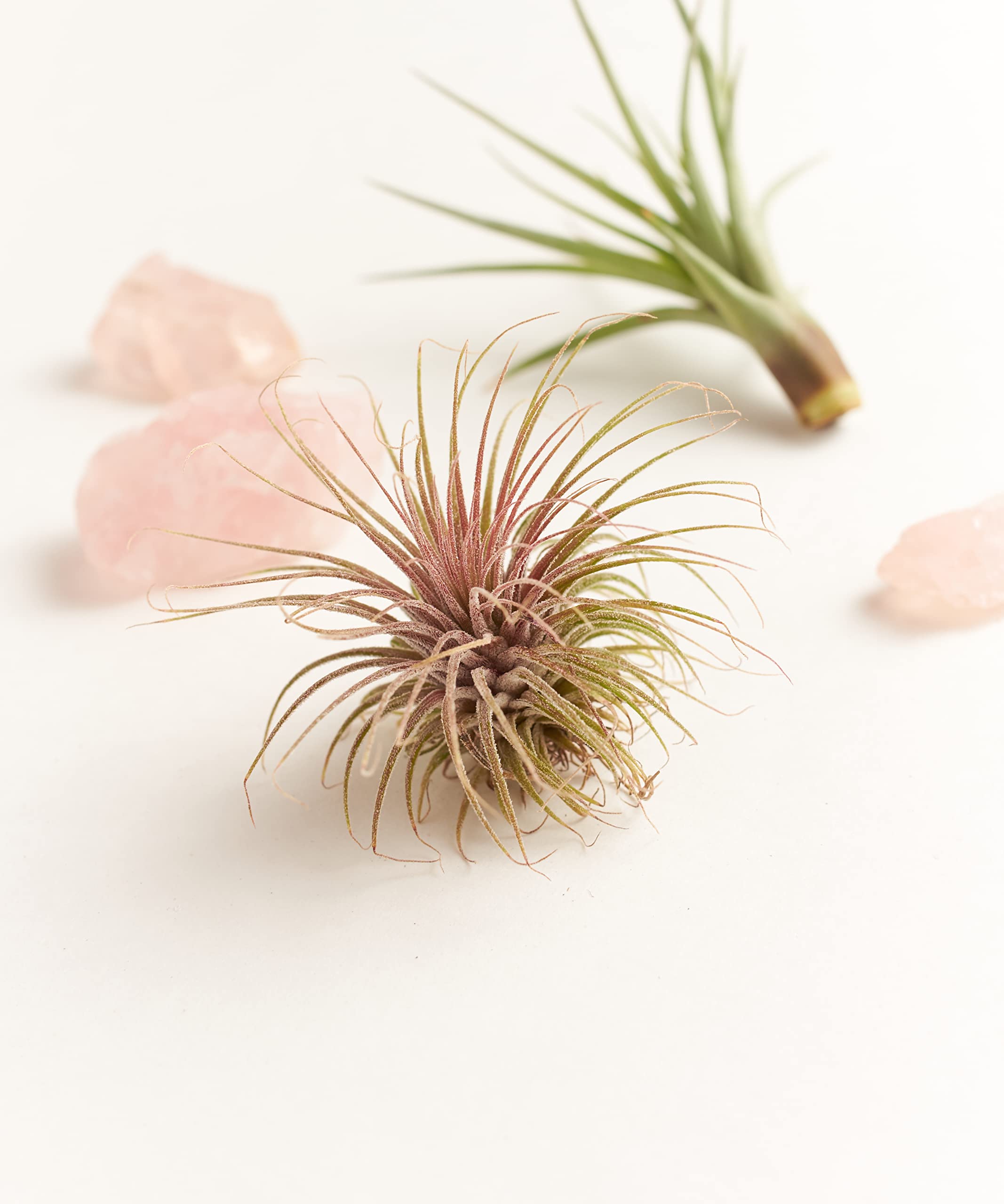 Shop Succulents Bromeliad Collection Hand Selected Variety of Tillandsia Ionantha, Purifying Live Indoor Air Plants