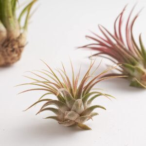 Shop Succulents Bromeliad Collection Hand Selected Variety of Tillandsia Ionantha, Purifying Live Indoor Air Plants