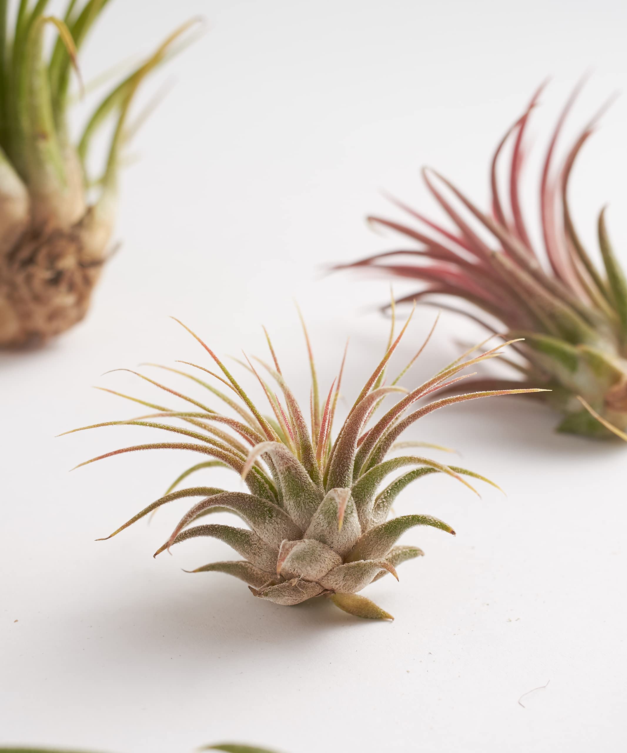 Shop Succulents Bromeliad Collection Hand Selected Variety of Tillandsia Ionantha, Purifying Live Indoor Air Plants